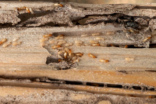 Best Cockroach Control Services  in Litchfield Beach, SC