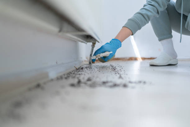 Best Spider Control Near Me  in Litchfield Beach, SC